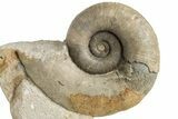 Jurassic Ammonite (Lytoceras) - Fresney, France #225759-1